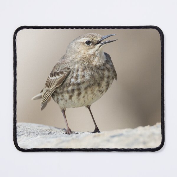 Item preview, Rock Pipit designed and sold by LaurenTucker.