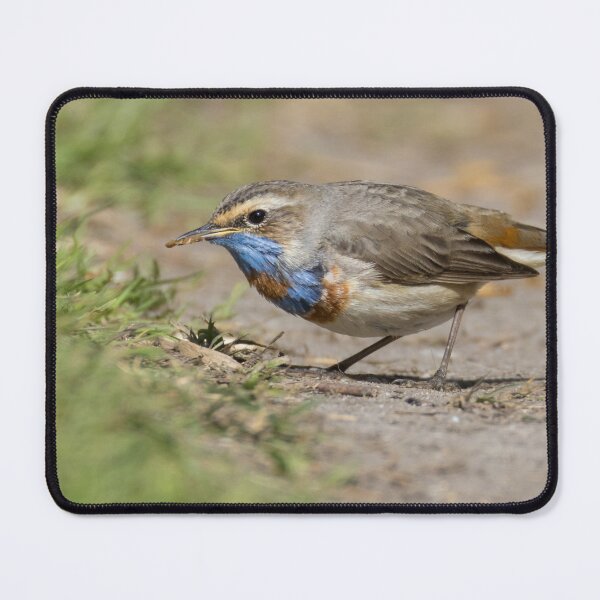 Item preview, Red Spotted Bluethroat designed and sold by LaurenTucker.