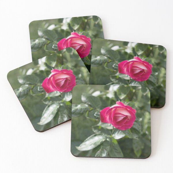 Item preview, Solitary Rosebud Unfurling in Pink and White designed and sold by Georgia Mizuleva.