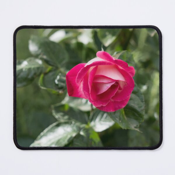 Item preview, Solitary Rosebud Unfurling in Pink and White designed and sold by Georgia Mizuleva.