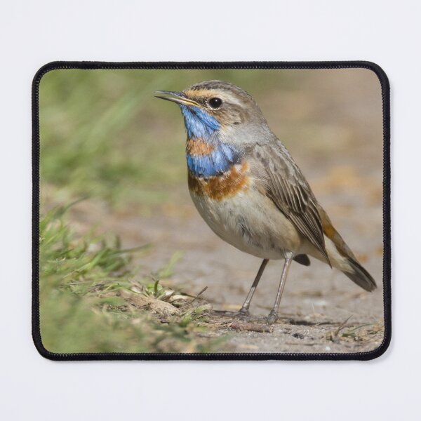 Item preview, Red Spotted Bluethroat designed and sold by LaurenTucker.