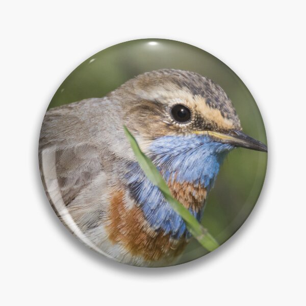 Item preview, Red Spotted Bluethroat designed and sold by LaurenTucker.