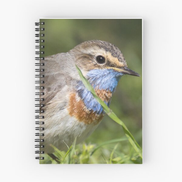 Item preview, Red Spotted Bluethroat designed and sold by LaurenTucker.