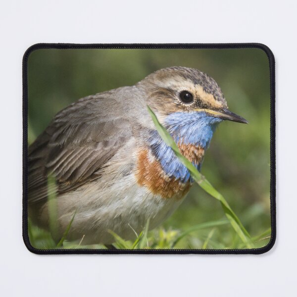 Item preview, Red Spotted Bluethroat designed and sold by LaurenTucker.