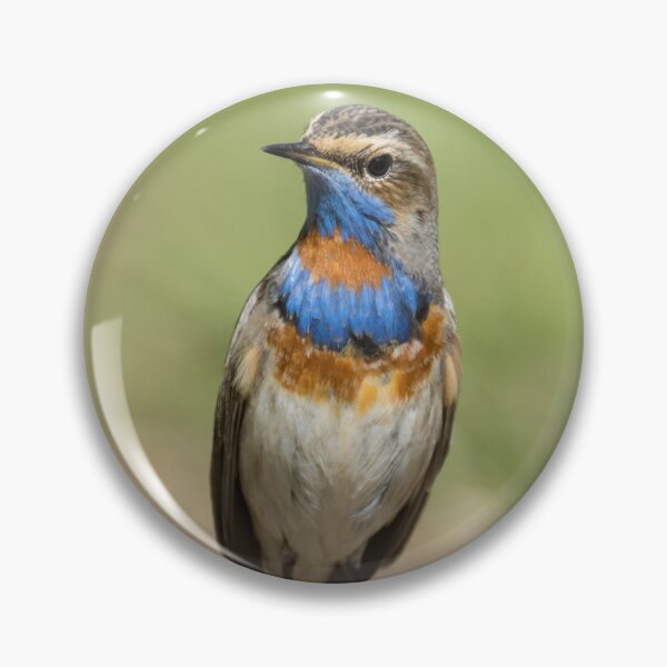 Item preview, Red Spotted Bluethroat designed and sold by LaurenTucker.