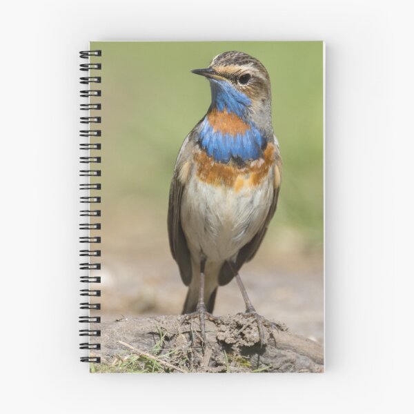 Item preview, Red Spotted Bluethroat designed and sold by LaurenTucker.