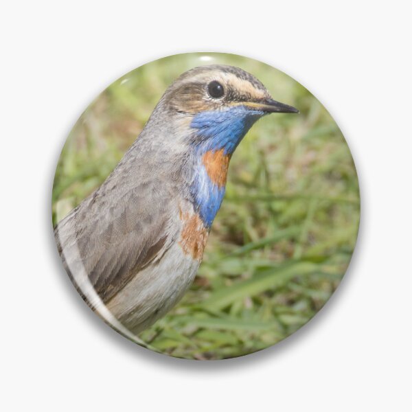 Item preview, Red Spotted Bluethroat designed and sold by LaurenTucker.