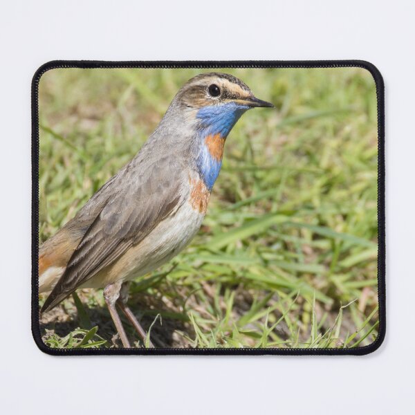 Item preview, Red Spotted Bluethroat designed and sold by LaurenTucker.