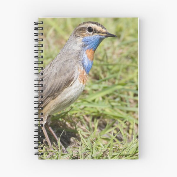 Item preview, Red Spotted Bluethroat designed and sold by LaurenTucker.