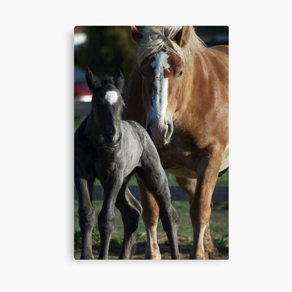 Molly Belle & Promise Canvas Print