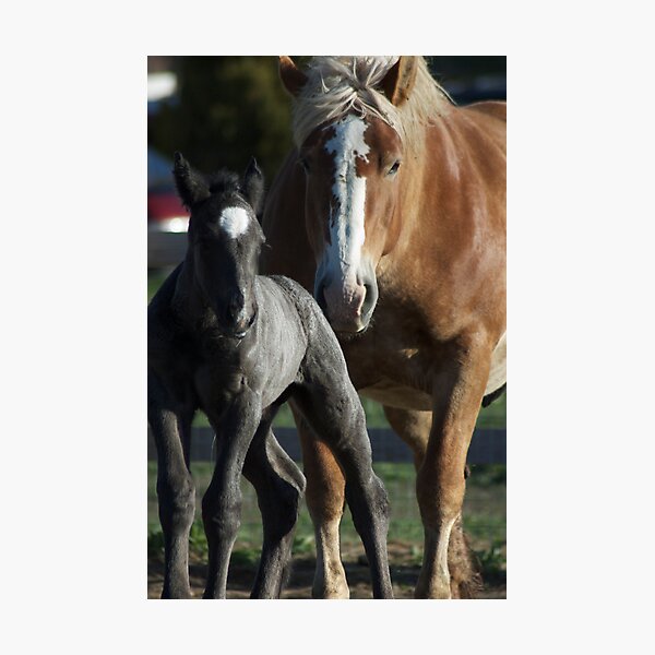 Molly Belle & Promise Photographic Print