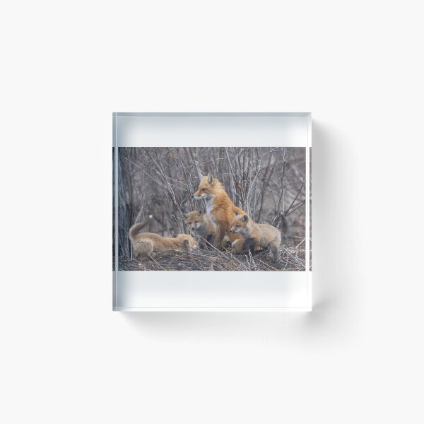 Item preview, Mama red fox and her kits designed and sold by James Cumming.