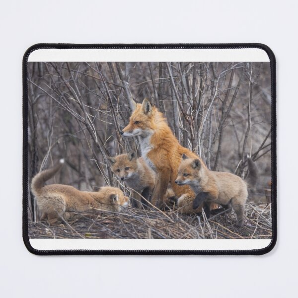 Item preview, Mama red fox and her kits designed and sold by James Cumming.