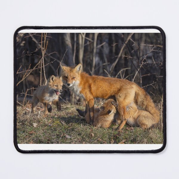 Item preview, Mama red fox feeding her kits designed and sold by James Cumming.