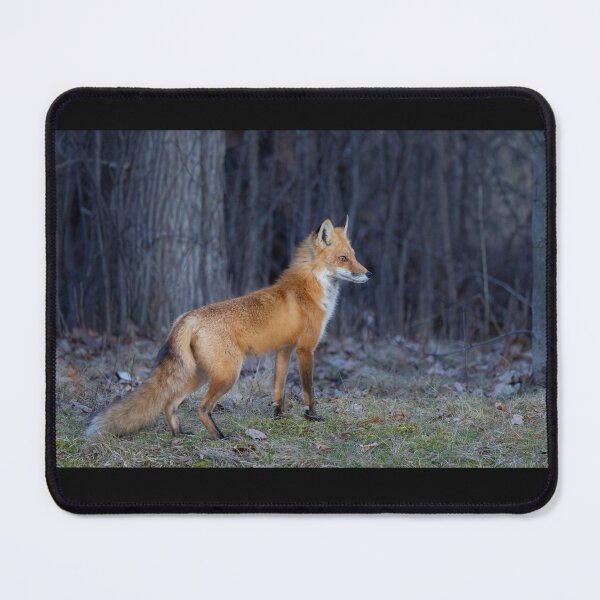 Item preview, Red fox in spring designed and sold by James Cumming.