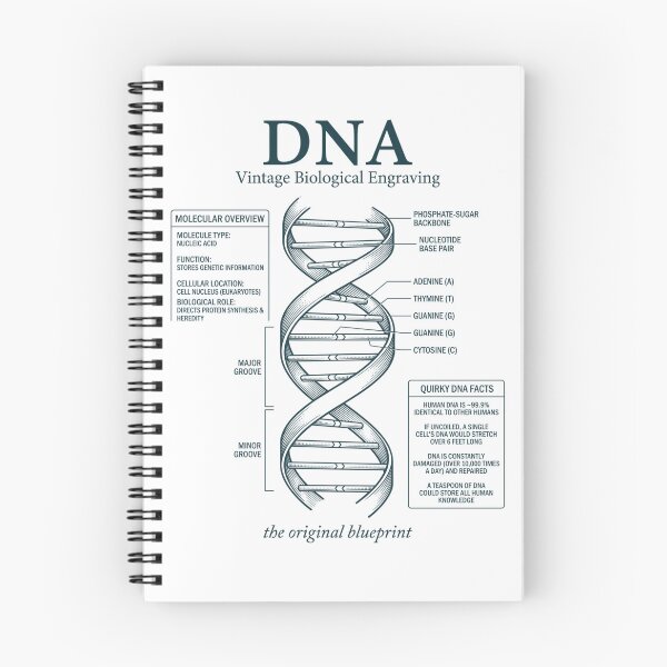 Item preview, Vintage DNA Diagram Original Blueprint Science designed and sold by FreshVibe Prints.