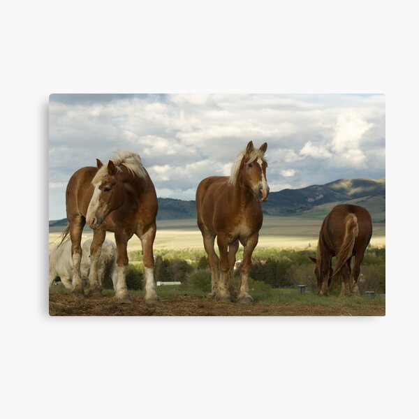 Gentle Giants Canvas Print