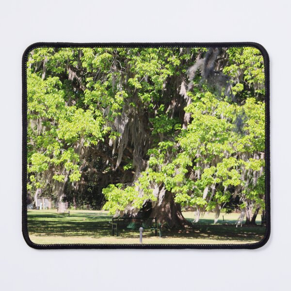 Item preview, Majestic Oak Tree in Sunlight designed and sold by Cynthia48.