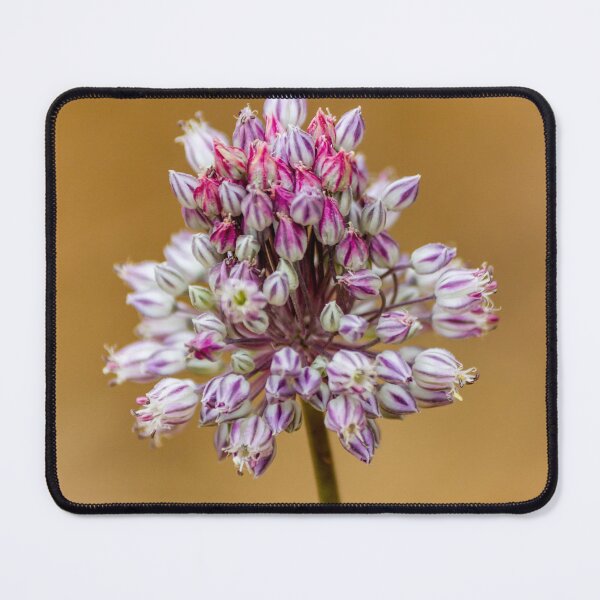 Item preview, Close-Up Pink Allium Flower Cluster With White Striped Buds On Soft Beige Background designed and sold by Nmallia.