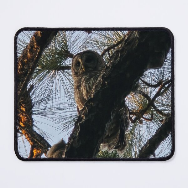 Item preview, Barred Owl at Sunset designed and sold by Amanda Huggins.