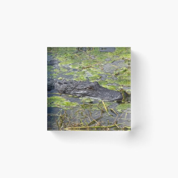 Item preview, Florida Gators designed and sold by Amanda Huggins.
