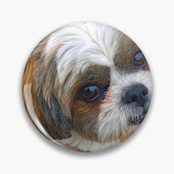 Item preview, Shih Tzu Puppy, The Look of Intelligence designed and sold by AMacGPhilly.