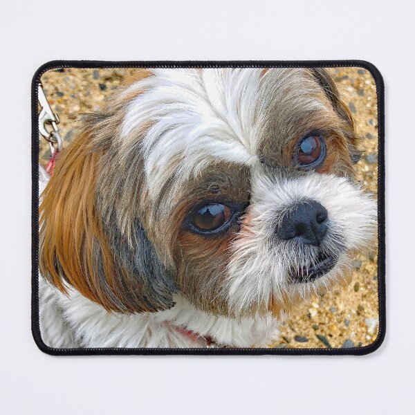 Item preview, Shih Tzu Puppy, The Look of Intelligence designed and sold by AMacGPhilly.