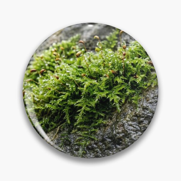 Item preview, Moss on wet stone designed and sold by Malisa345.