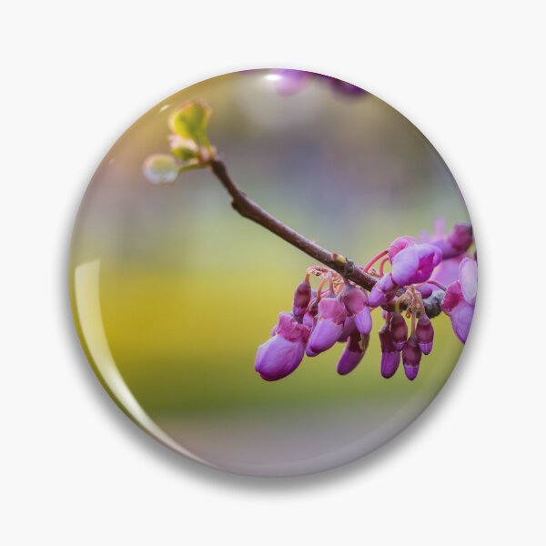 Item preview, Judas Tree Blossoms in Sunlight designed and sold by Rabee Khalil Photography.