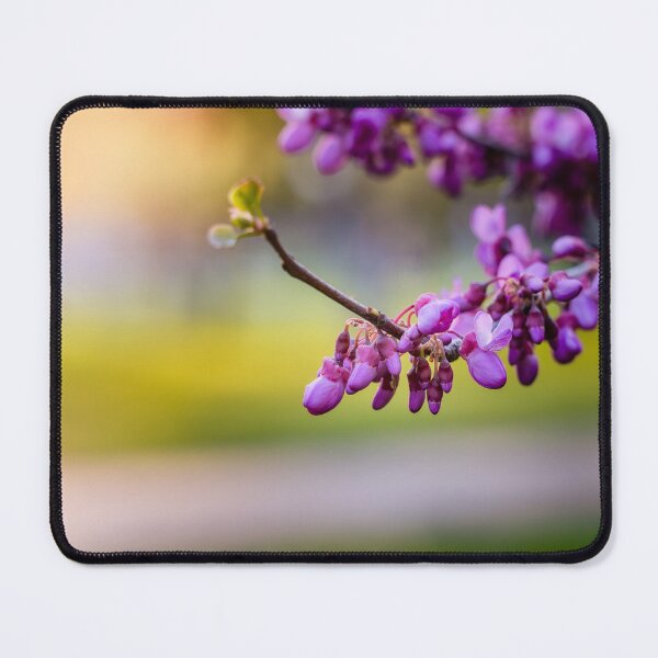 Item preview, Judas Tree Blossoms in Sunlight designed and sold by Rabee Khalil Photography.
