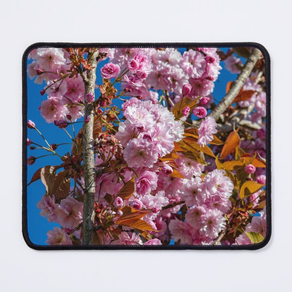 Item preview, Japanese flowering cherry designed and sold by Tom McPherson Photography.