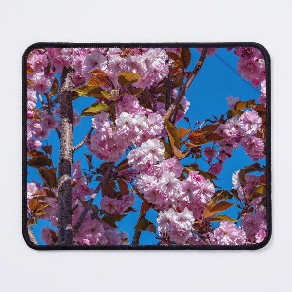 Item preview, Japanese flowering cherry designed and sold by Tom McPherson Photography.