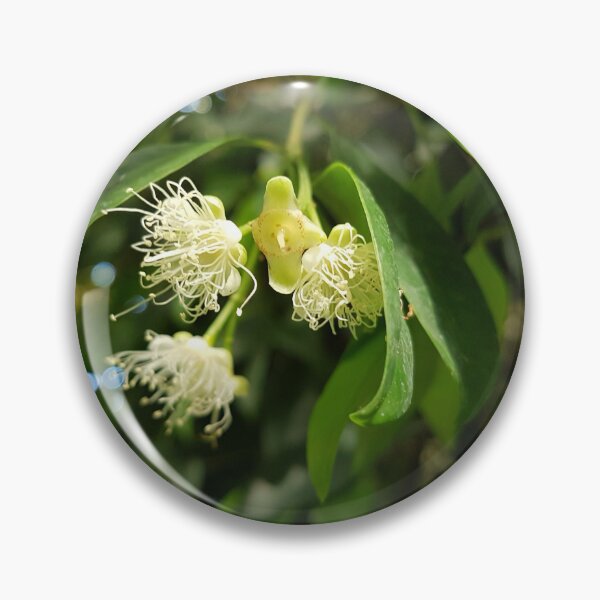 Item preview, Flowers of Syzygium aromaticum, commonly known as clove flowers designed and sold by LinkFamilyStore.