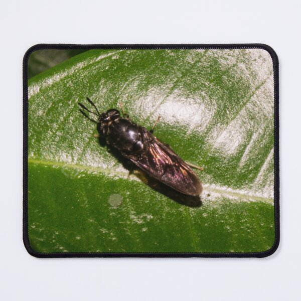 Item preview, Black Soldier Fly_02 designed and sold by ROSE ANN BANILAR.