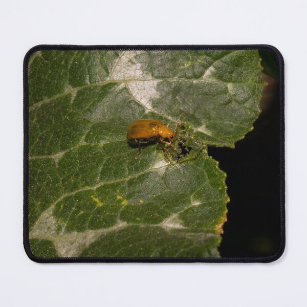 Item preview, Aulacophora beetle designed and sold by ROSE ANN BANILAR.