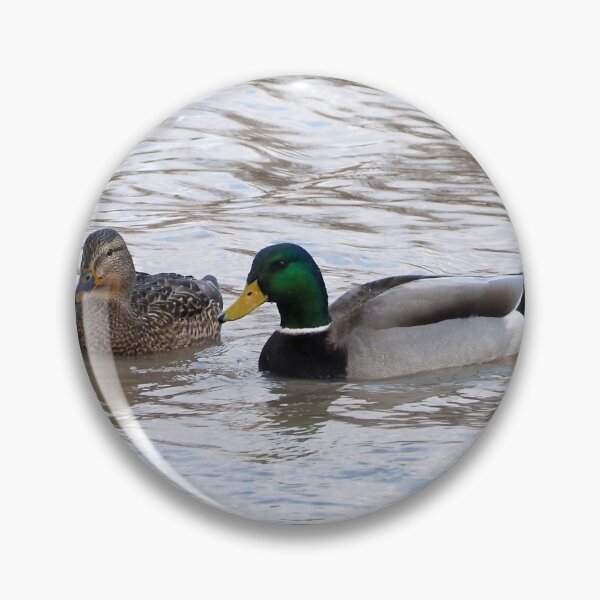 Item preview, A Male and Female Mallard Duck Swimming designed and sold by BackyardBirder.