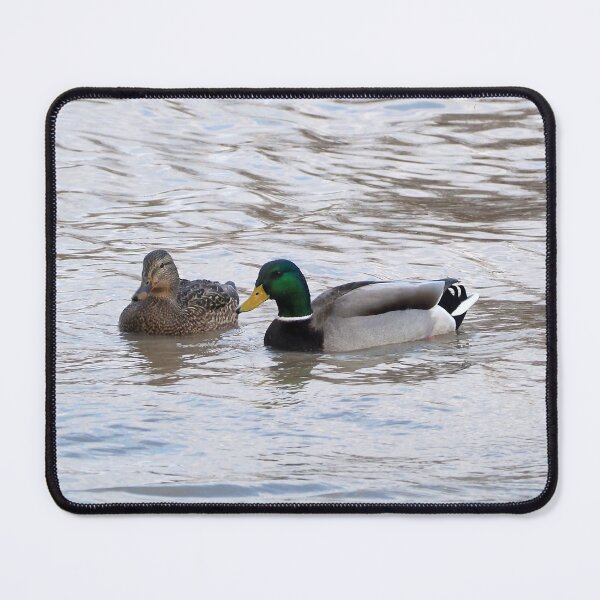 Item preview, A Male and Female Mallard Duck Swimming designed and sold by BackyardBirder.