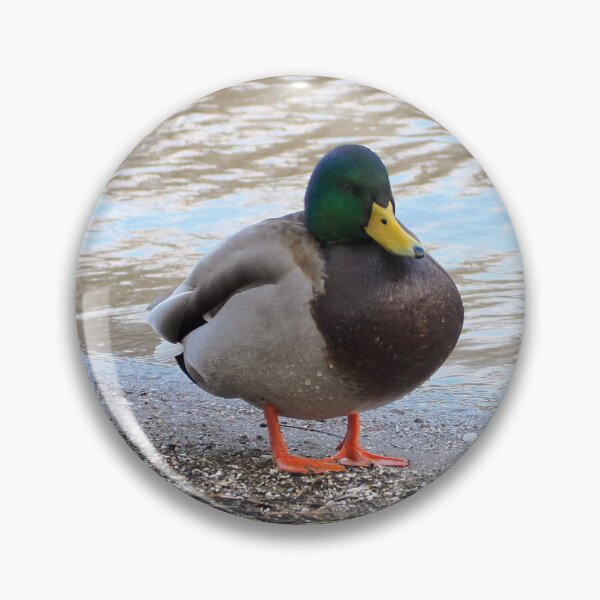 Item preview, A Mallard Duck Standing On a Beach designed and sold by BackyardBirder.