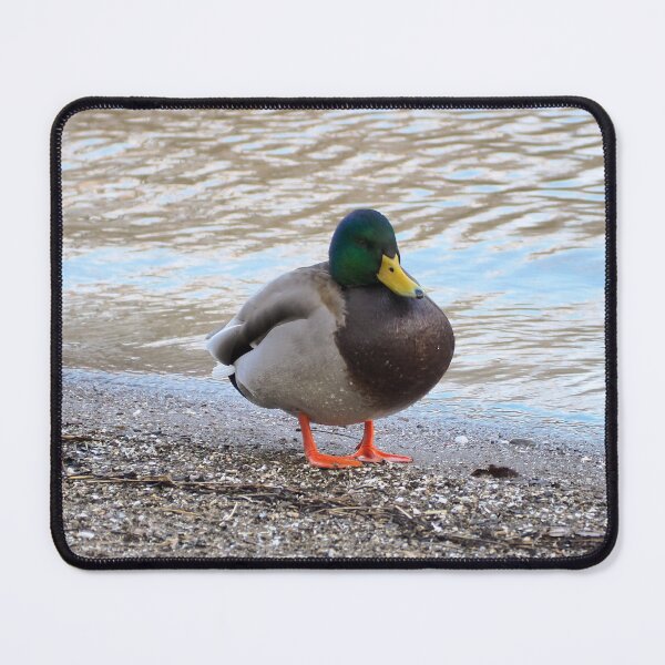 Item preview, A Mallard Duck Standing On a Beach designed and sold by BackyardBirder.