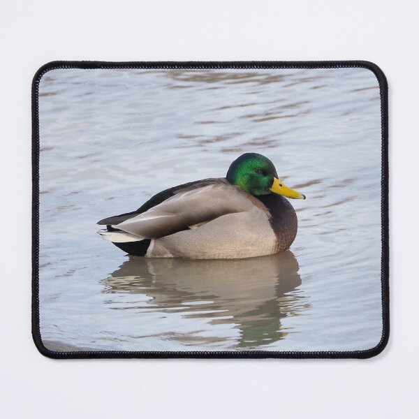 Item preview, A Mallard Duck Resting In The Water designed and sold by BackyardBirder.