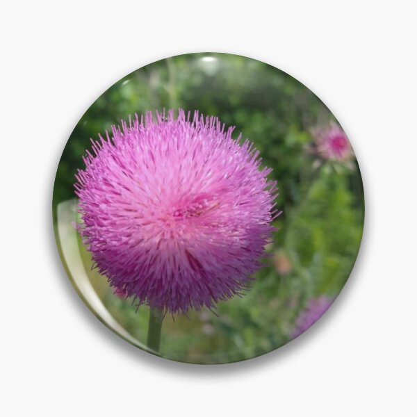 Item preview, Plumeless Thistle Flower Close-Up designed and sold by Sssage's.