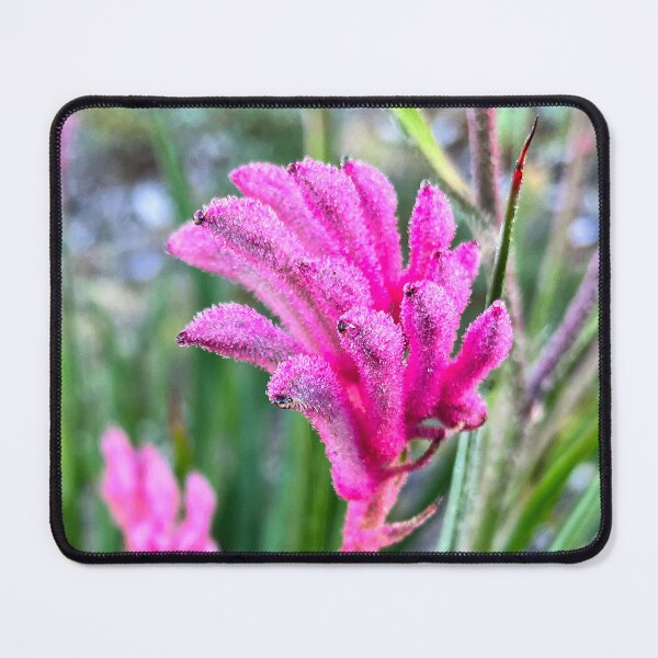 Item preview, Pink Kangaroo Paw with Morning Dew designed and sold by Be Captured by Brittany Emma.