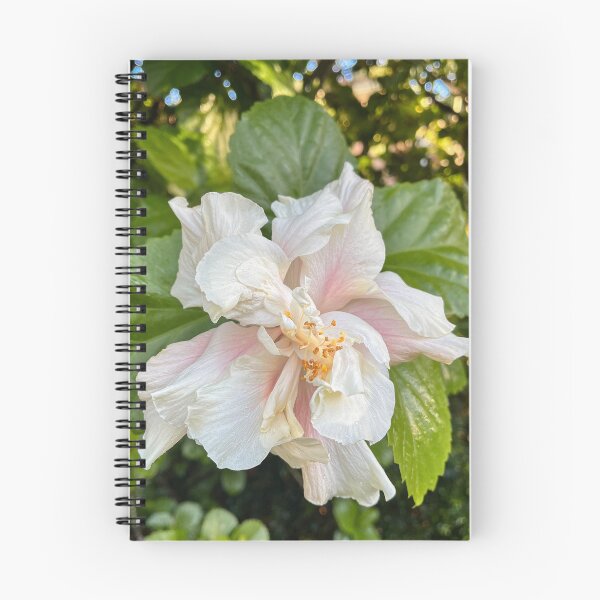 Aperçu de l'œuvre Gros plan d'une fleur d'hibiscus blanche et rose tendre créée et vendue par Be Captured by Brittany Emma.