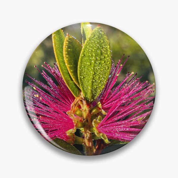 Item preview, Pink Bottlebrush Flower with Dew in Sunlight designed and sold by Be Captured by Brittany Emma.