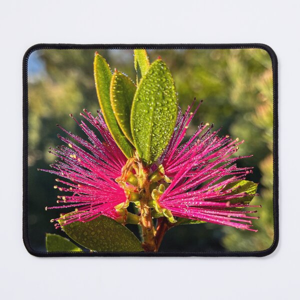 Item preview, Pink Bottlebrush Flower with Dew in Sunlight designed and sold by Be Captured by Brittany Emma.