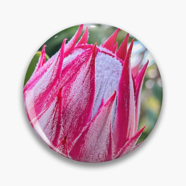 Item preview, Pink Protea Flower Bud with Soft Texture designed and sold by Be Captured by Brittany Emma.