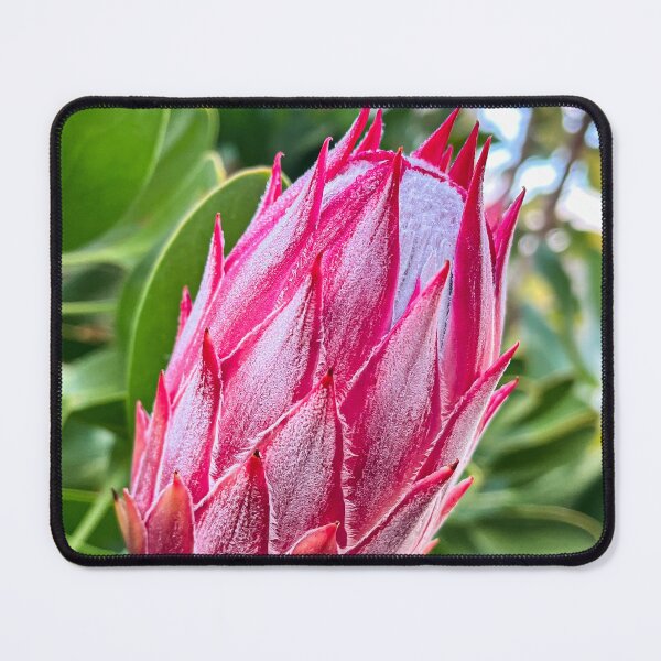 Item preview, Pink Protea Flower Bud with Soft Texture designed and sold by Be Captured by Brittany Emma.