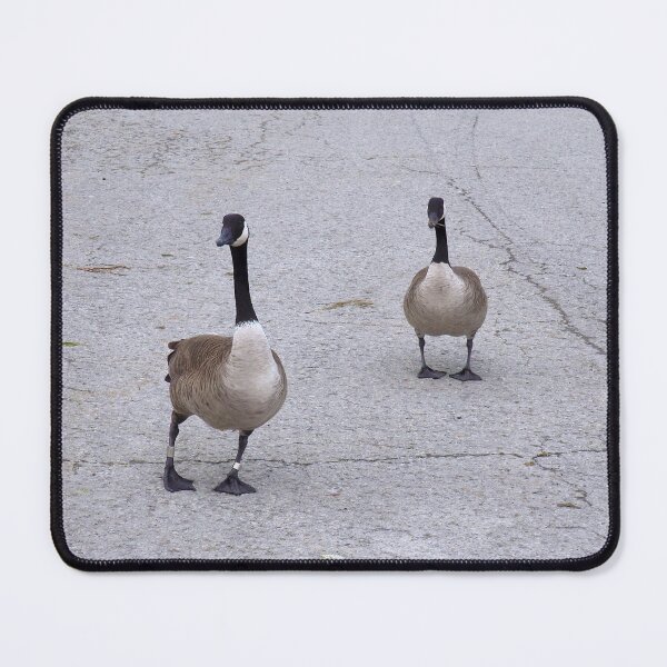 Item preview, Two Canada Geese Out For a Walk designed and sold by BackyardBirder.