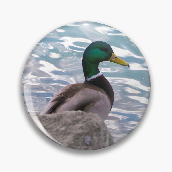 Item preview, A Mallard Duck Resting On a Rock designed and sold by BackyardBirder.