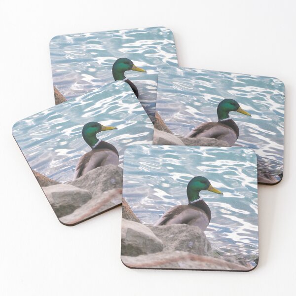Item preview, A Mallard Duck Resting On a Rock designed and sold by BackyardBirder.